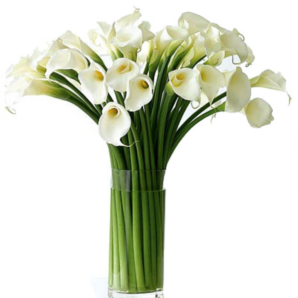 Vase with 20 Stems of Calla Lilies
